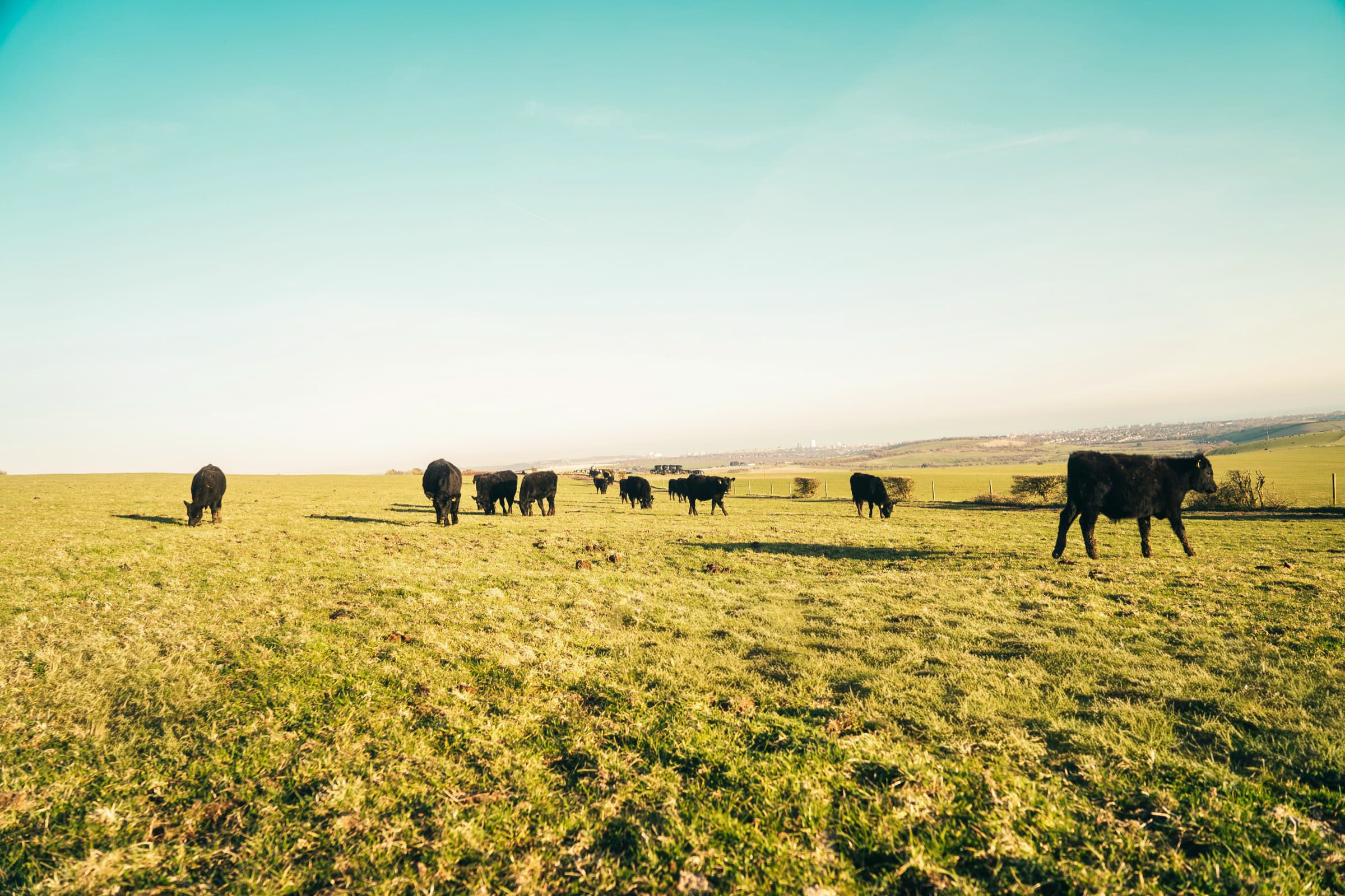Dairy manufacturing process with quality control